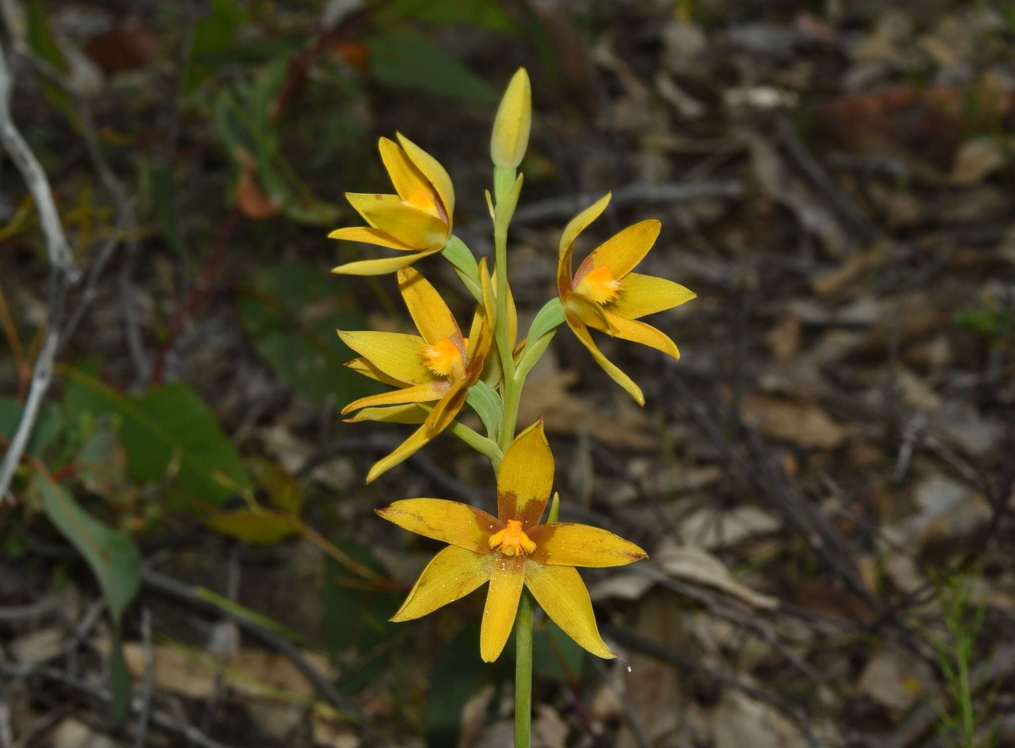 Image de Thelymitra dedmaniarum R. S. Rogers