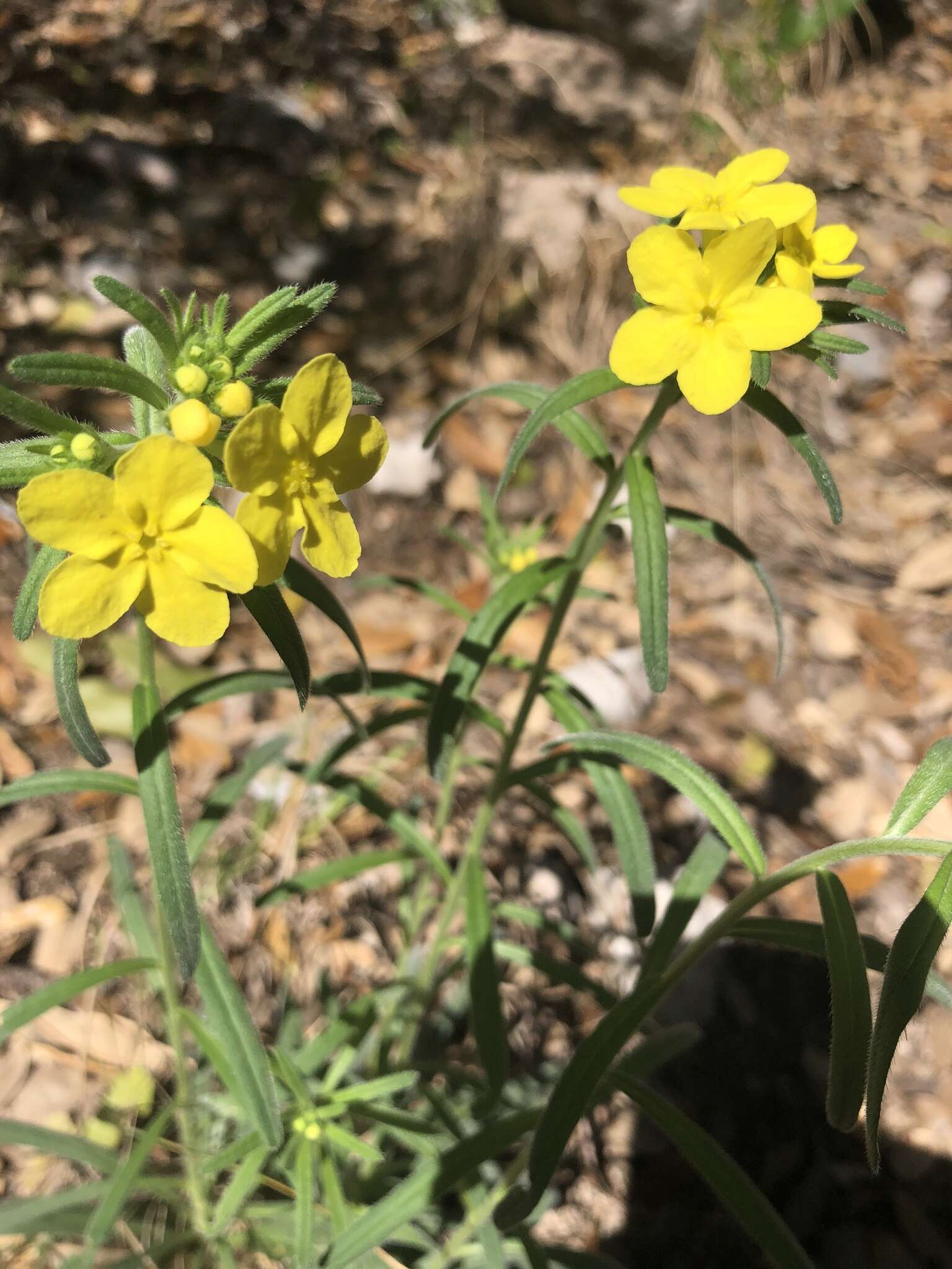 Image of San Antonio stoneseed