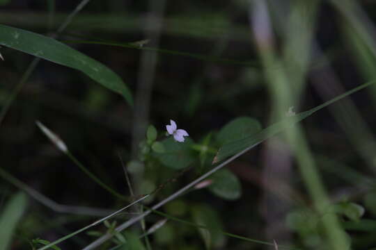 Image of Stylidium alsinoides R. Br.