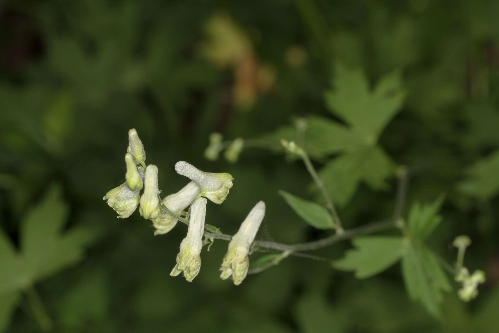 Imagem de Aconitum reclinatum A. Gray