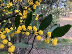 Image of Acacia complanata A. Cunn. ex Benth.