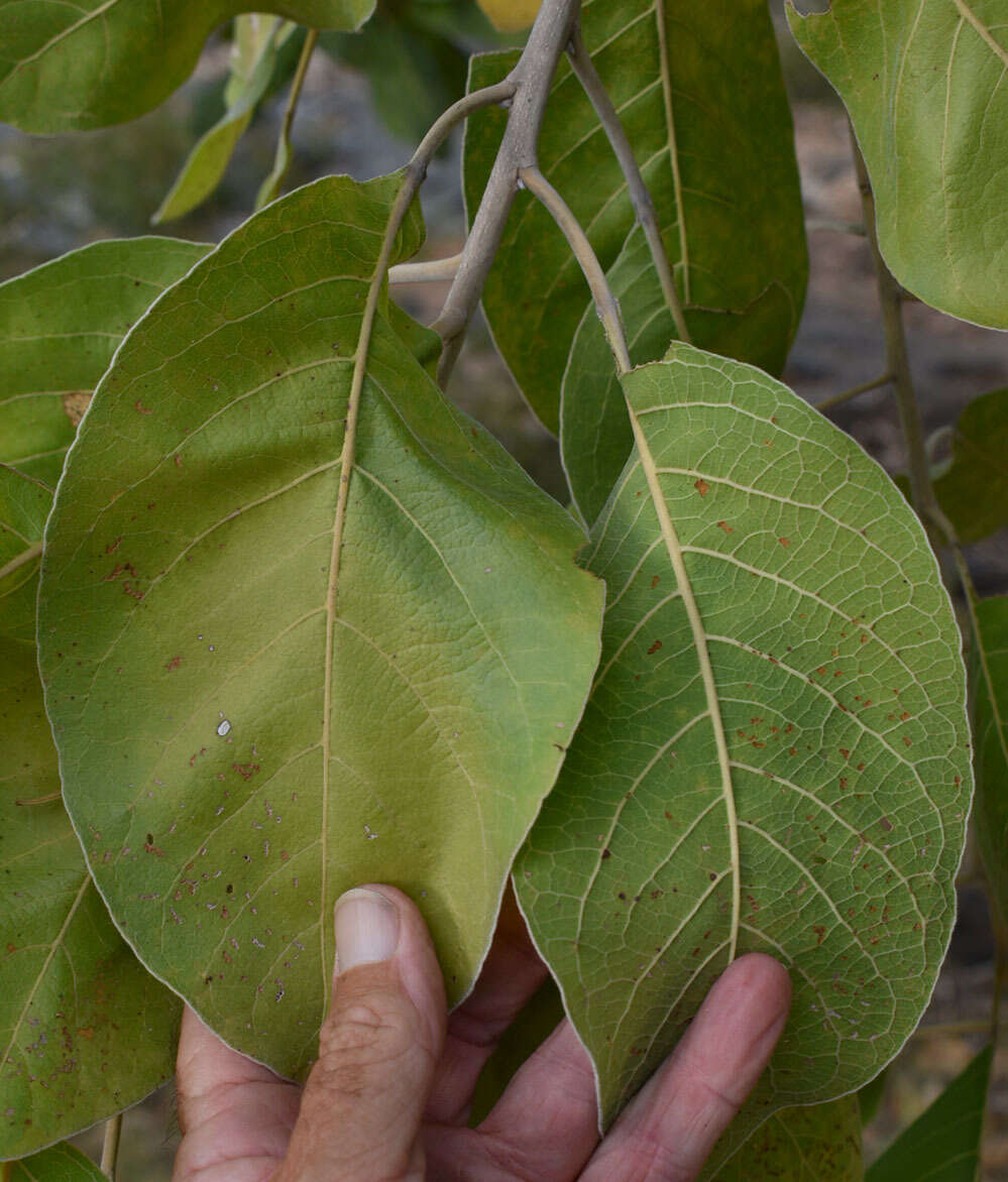 Sivun Terminalia platyphylla F. Müll. kuva