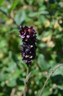 Image of Aquilegia atrovinosa M. Pop. ex Gamajun.