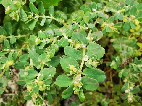 Слика од Euphorbia cozumelensis Millsp.