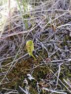 Image of Mingan moonwort