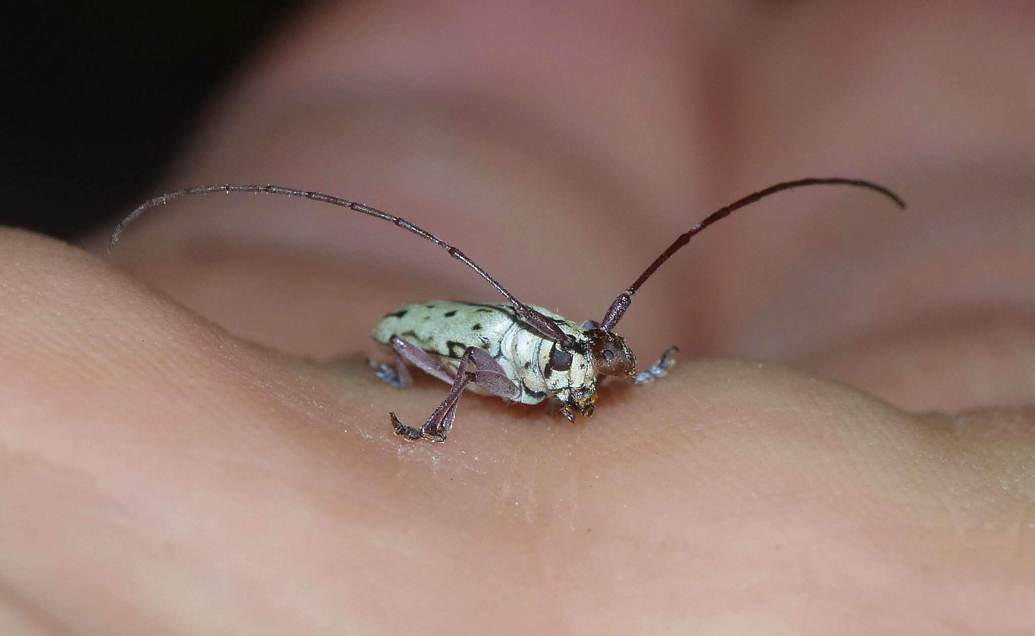 Image of Prosopocera (Paralphitopola) maculosa (Pascoe 1858)