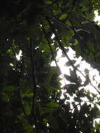 Image de Vouacapoua americana Aubl.