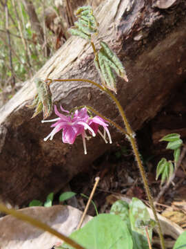 Image of <i>Epimedium grandiflorum</i> var. <i>thunbergianum</i>