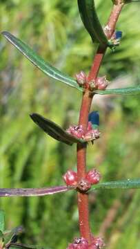 Ammannia latifolia L.的圖片