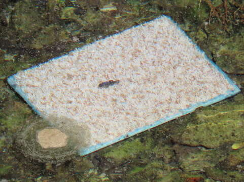 Image of Devil's Hole pupfish