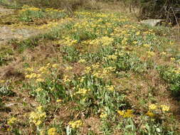 Image of woolly ragwort