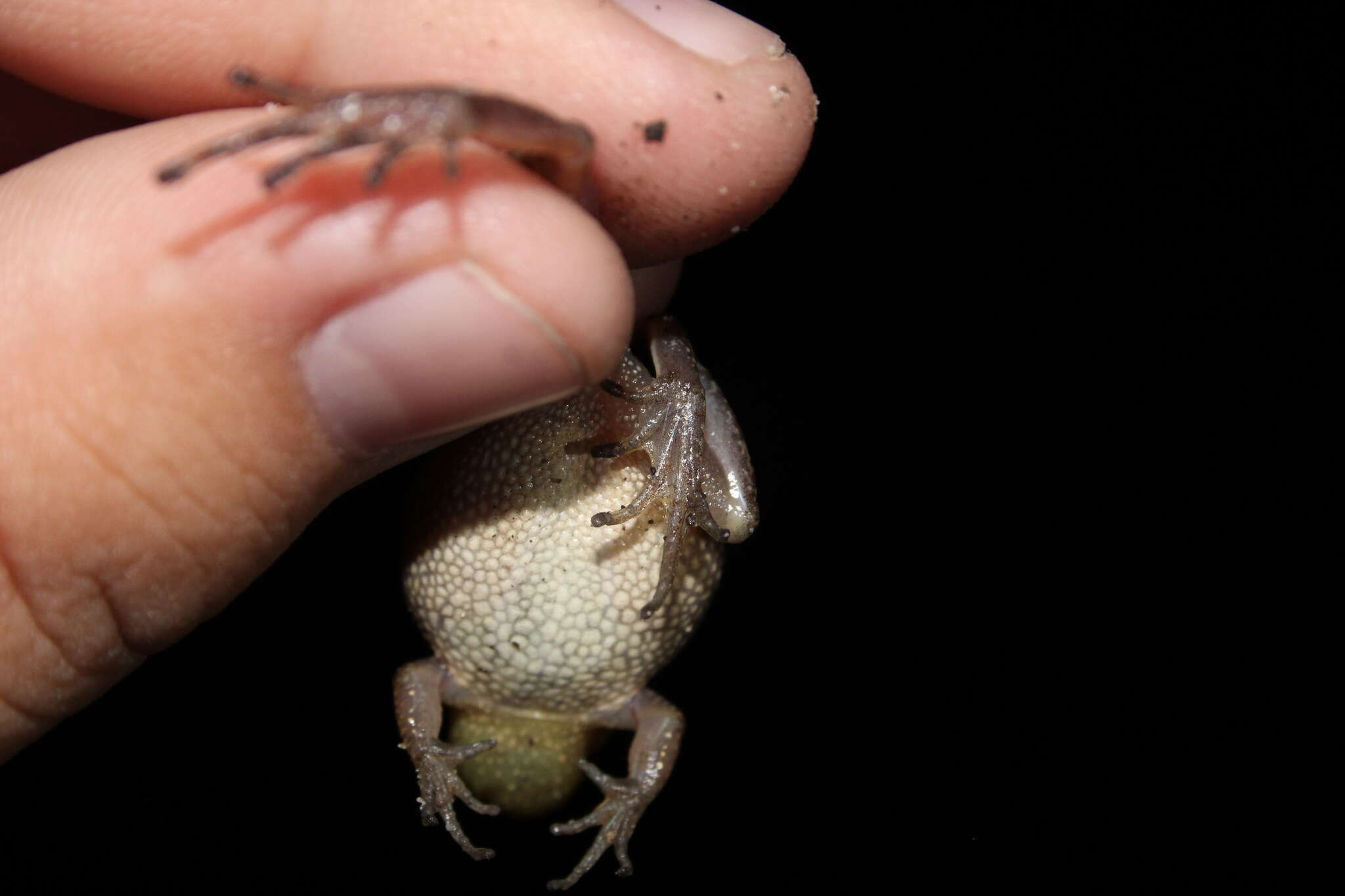 Image of New Jersey Chorus Frog