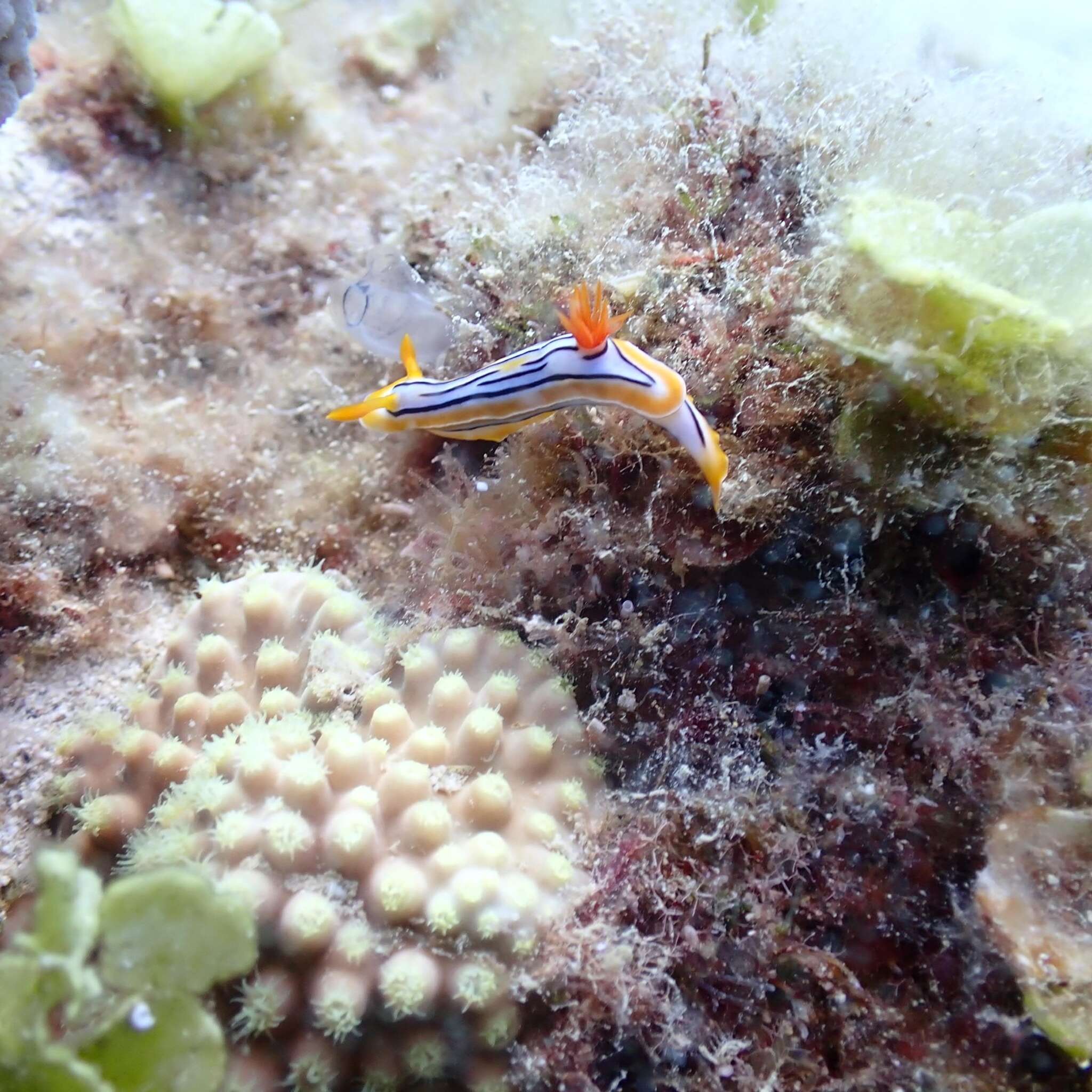 Image of Chromodoris colemani Rudman 1982