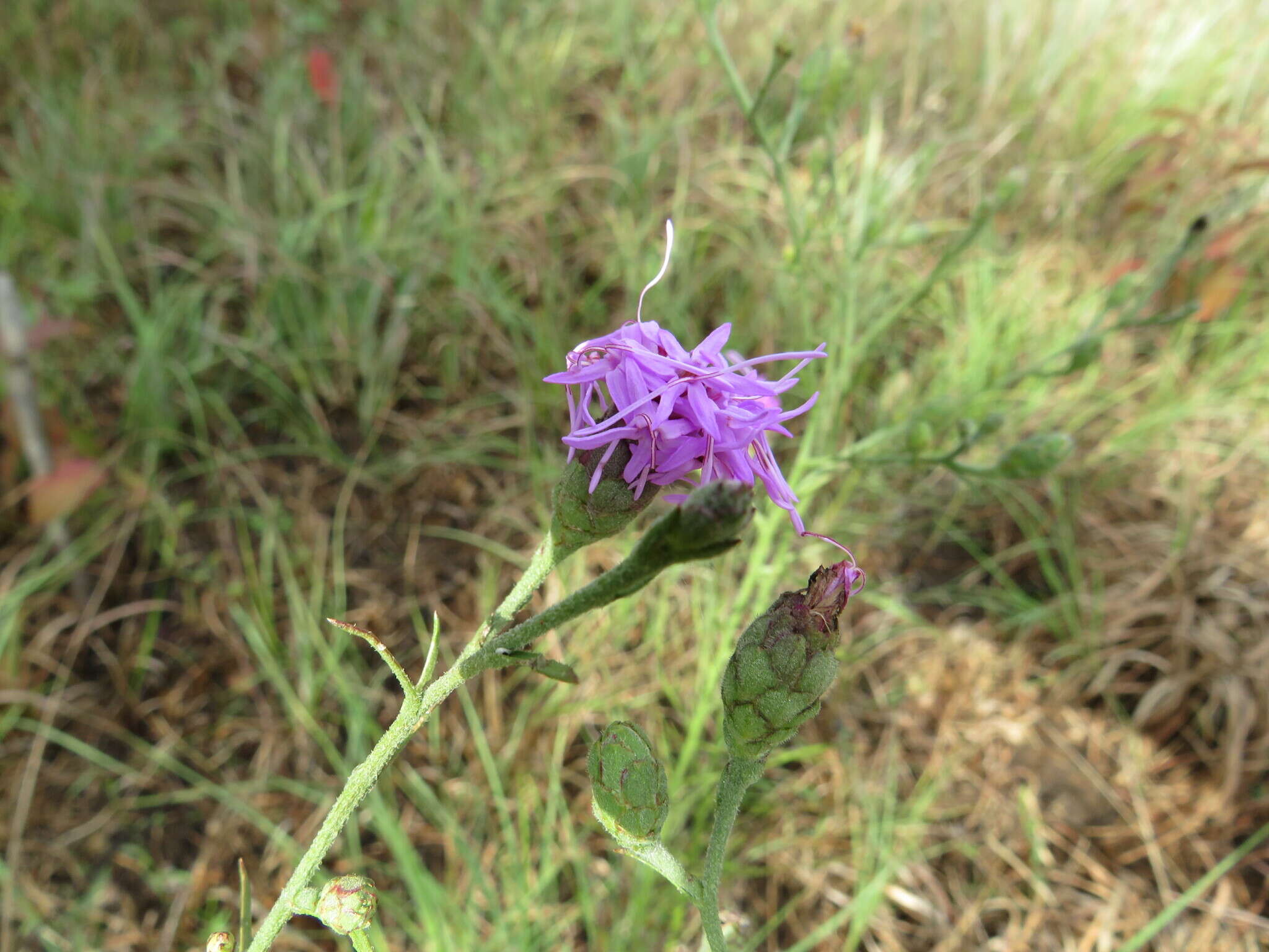 Image of branched blazing star