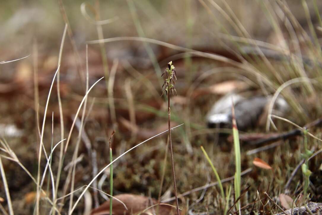 Image of Sharp midge-orchid