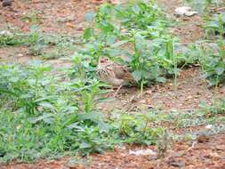 Image of Jerdon's Bush Lark