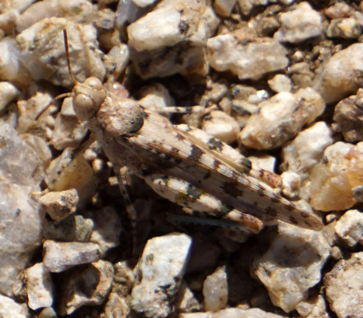 Image of Cream Grasshopper