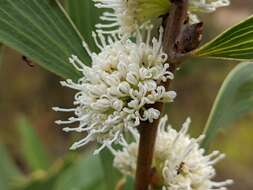 Imagem de Hakea benthamii I. M. Turner