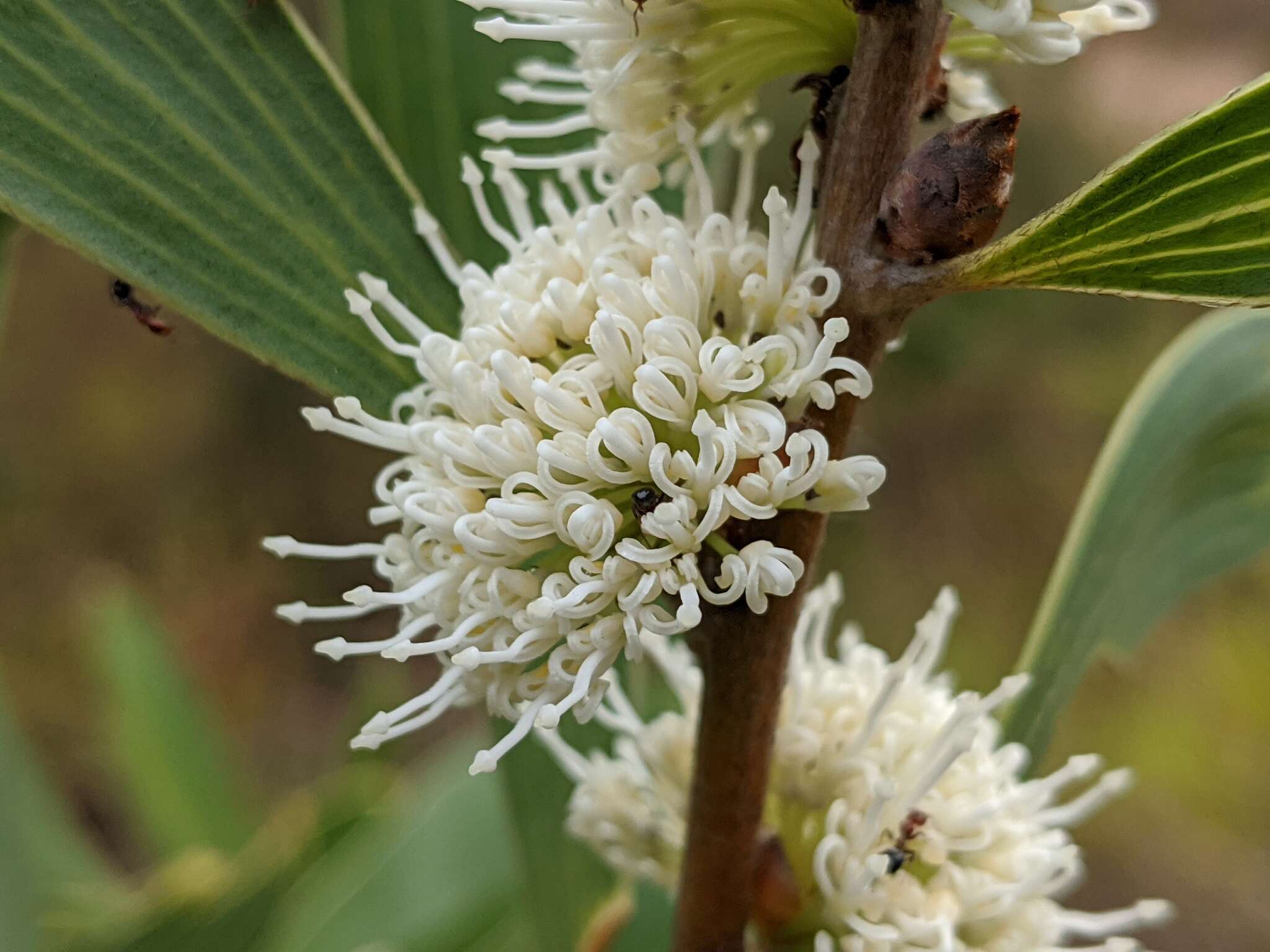 Image of Hakea benthamii I. M. Turner