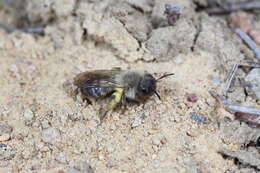 Andrena nycthemera Imhoff 1868 resmi