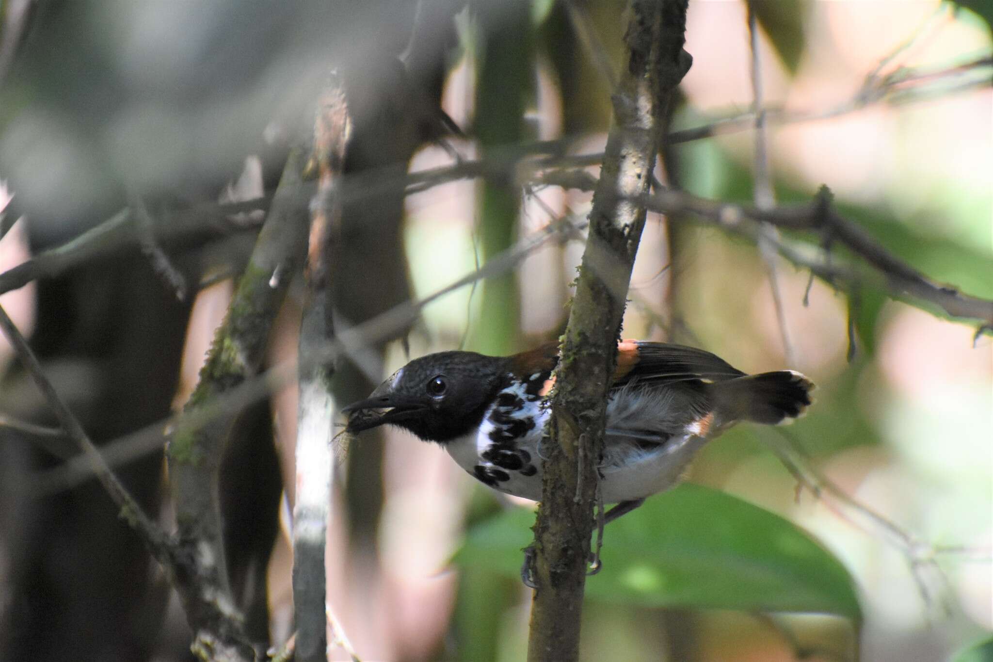 Image of Spotted Antbird