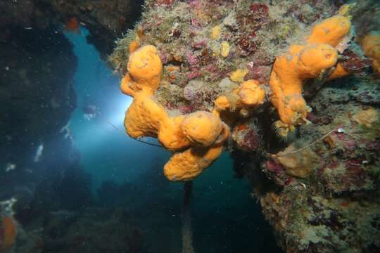 Image of Maltese sponge