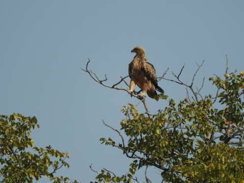 Image of Tawny Eagle