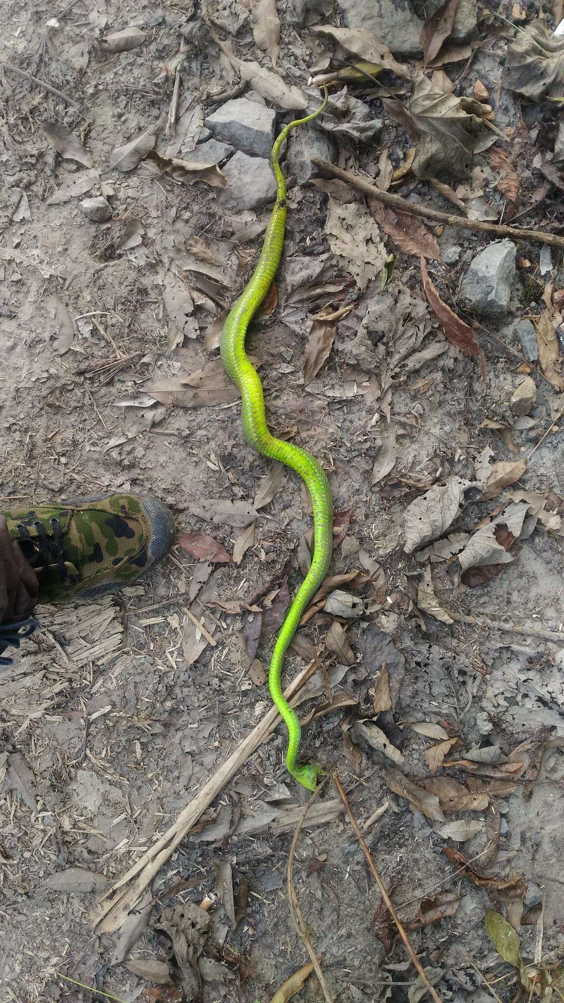 Image of Redtail (bamboo) Pit Viper