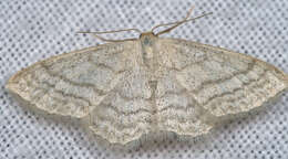 Imagem de Idaea subsericeata Haworth 1809