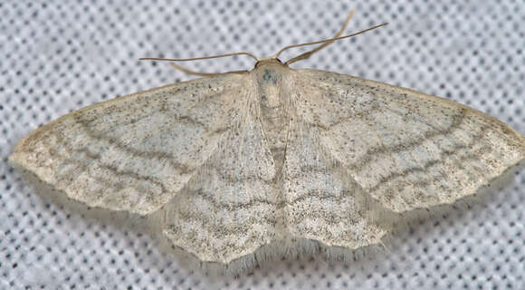 صورة Idaea subsericeata Haworth 1809