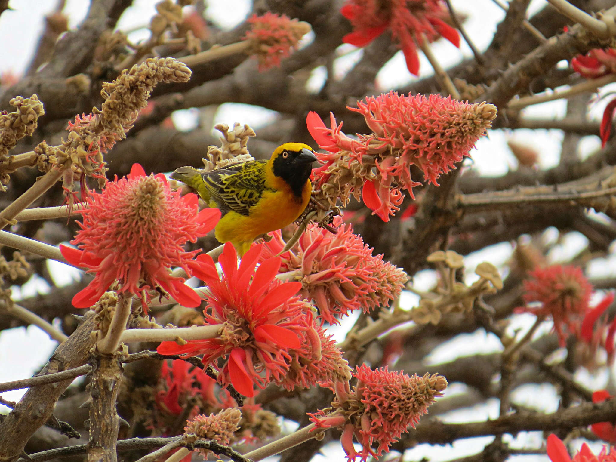 Image of Speke's Weaver