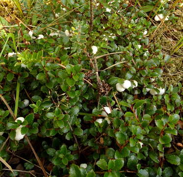 Image of Gaultheria depressa Hook. fil.