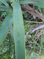 Imagem de Watsonia pulchra N. E. Br. ex Goldblatt