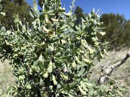 Image of pale desert-thorn