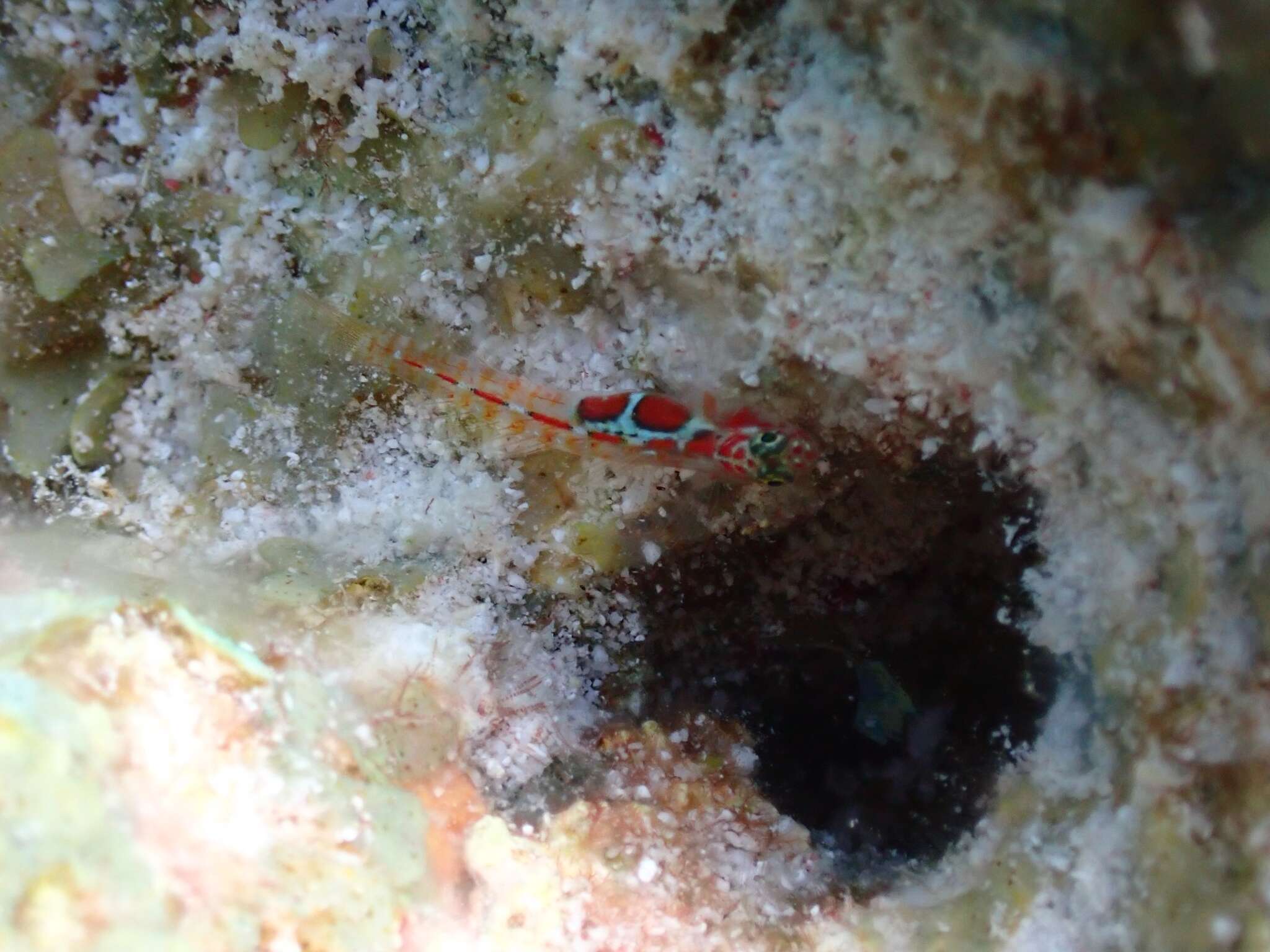 Image of Orangeside Goby