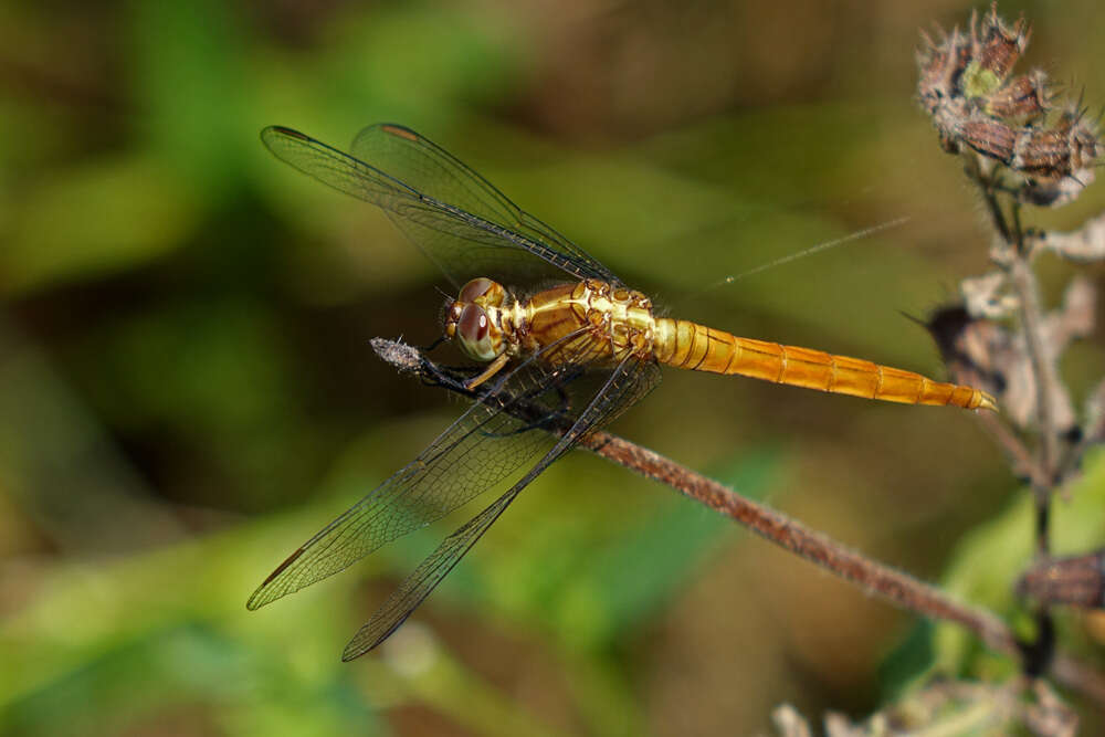 Image of Rosy Skimmer