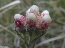 Imagem de Antennaria rosea subsp. rosea