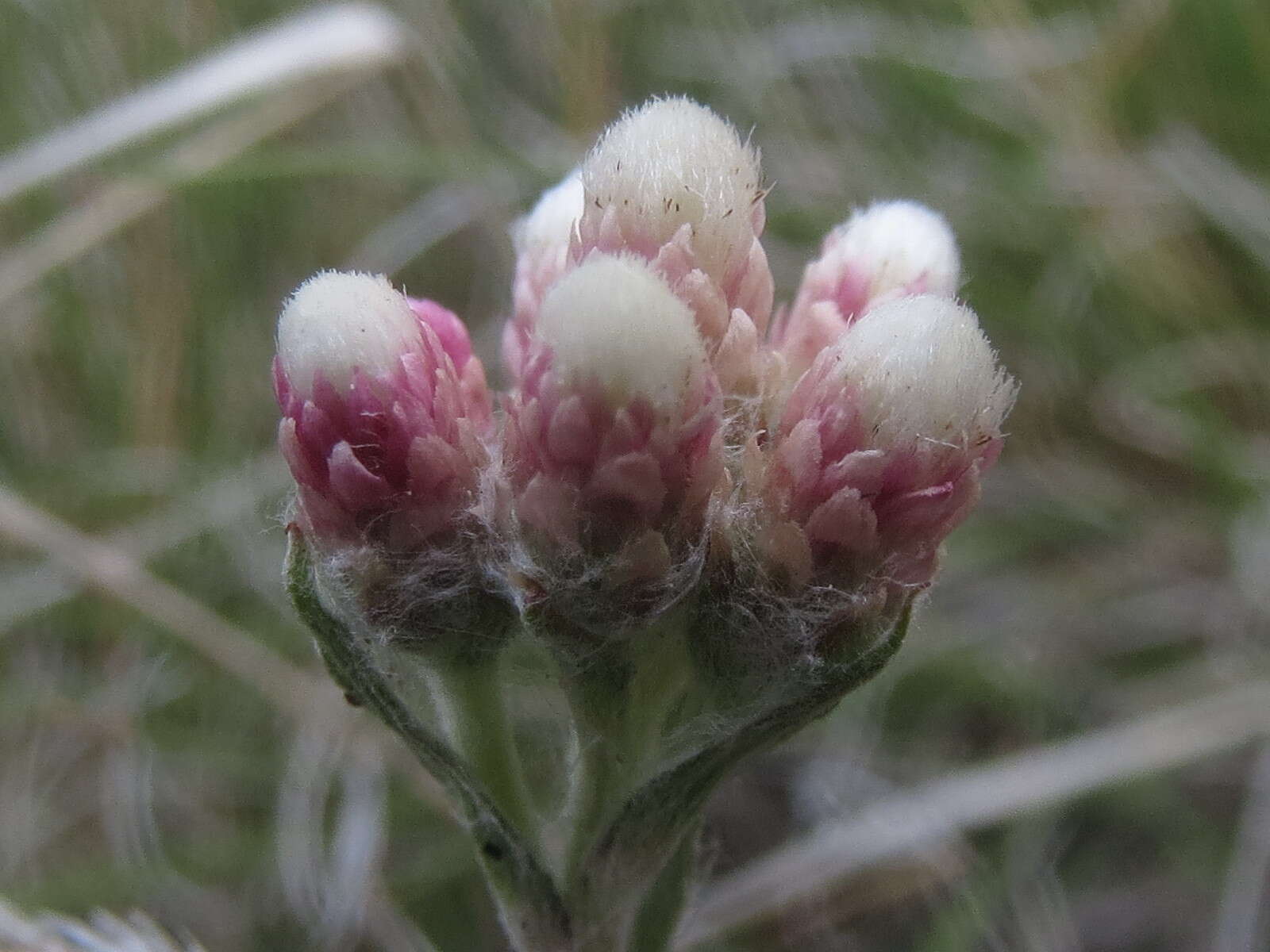 Image de Antennaria rosea subsp. rosea