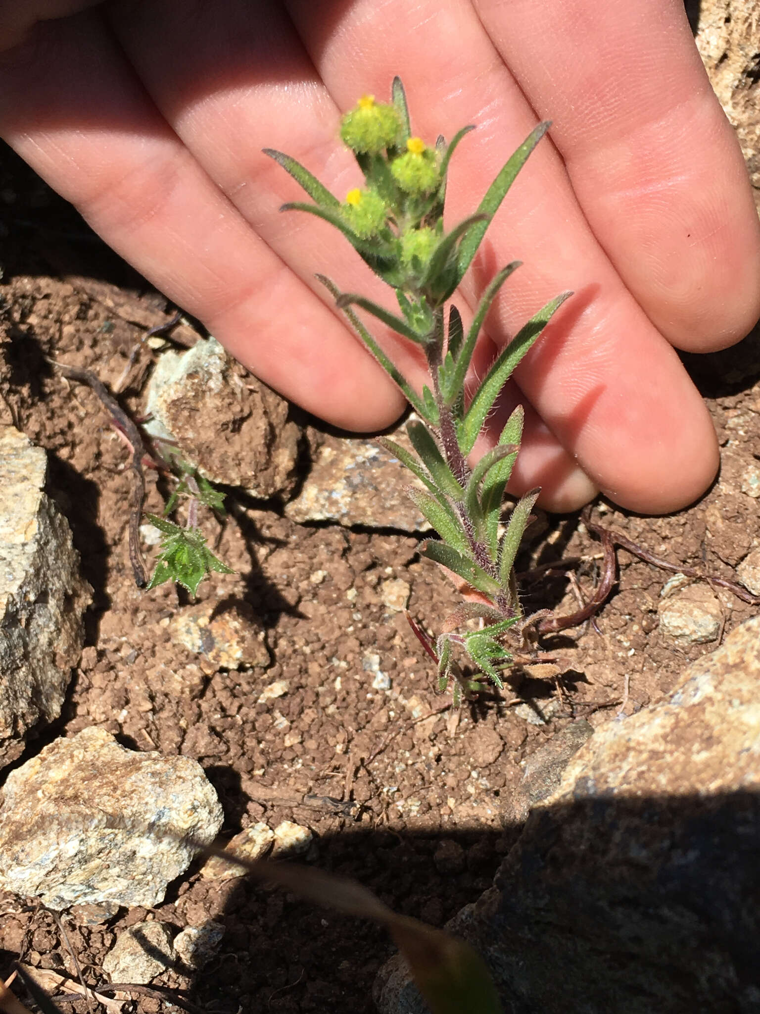 Слика од Madia exigua (Sm.) Greene