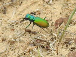 Image of Cicindela (Cicindela) scutellaris flavoviridis Vaurie 1950