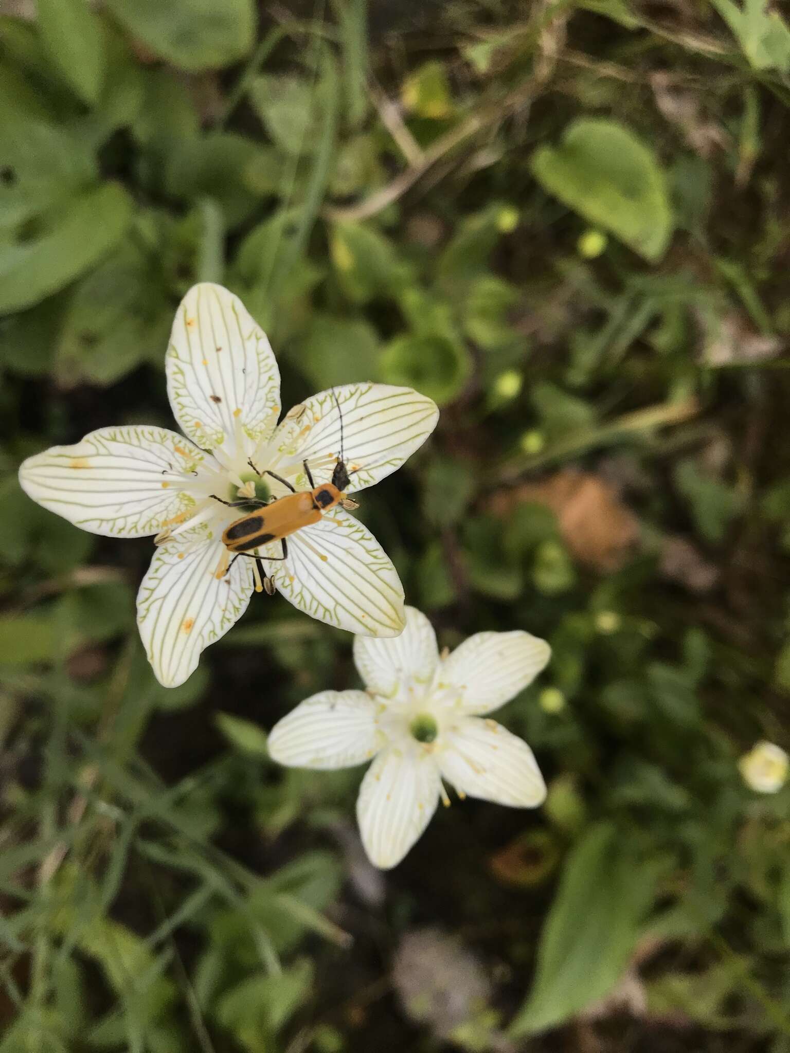 Image of largeleaf grass of Parnassus