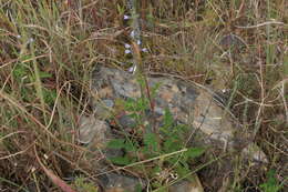 Image of Salvia runcinata L. fil.