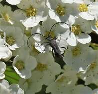 Idiopidonia resmi