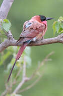 Imagem de Merops nubicoides Des Murs & Pucheran 1846