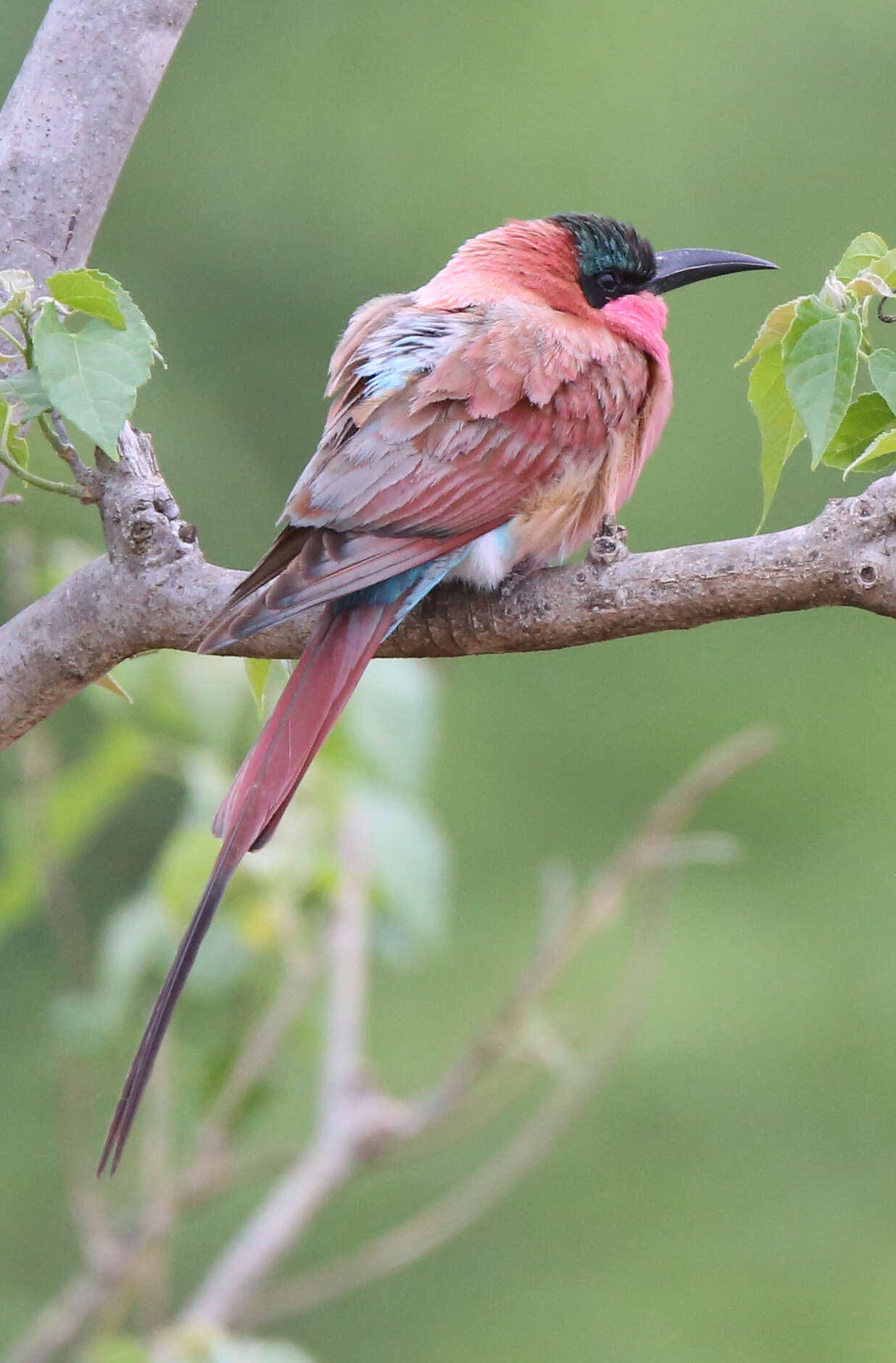 Imagem de Merops nubicoides Des Murs & Pucheran 1846