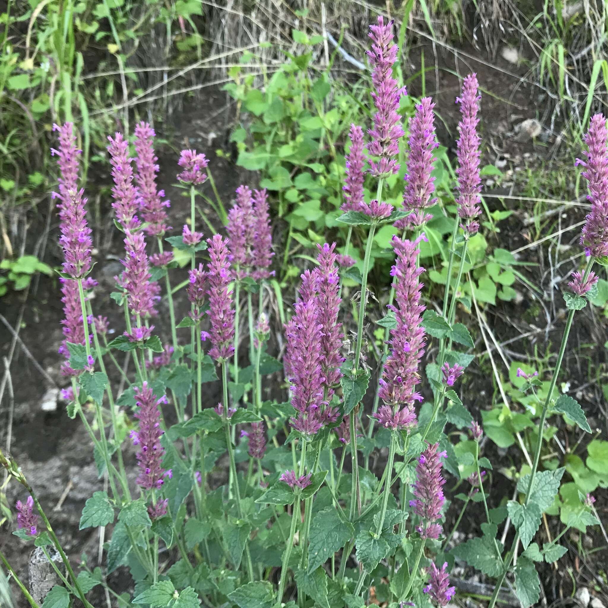 Image of Trans-Pecos giant hyssop