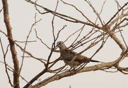 Image of Black-billed Dove