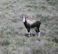 Image of Bontebok