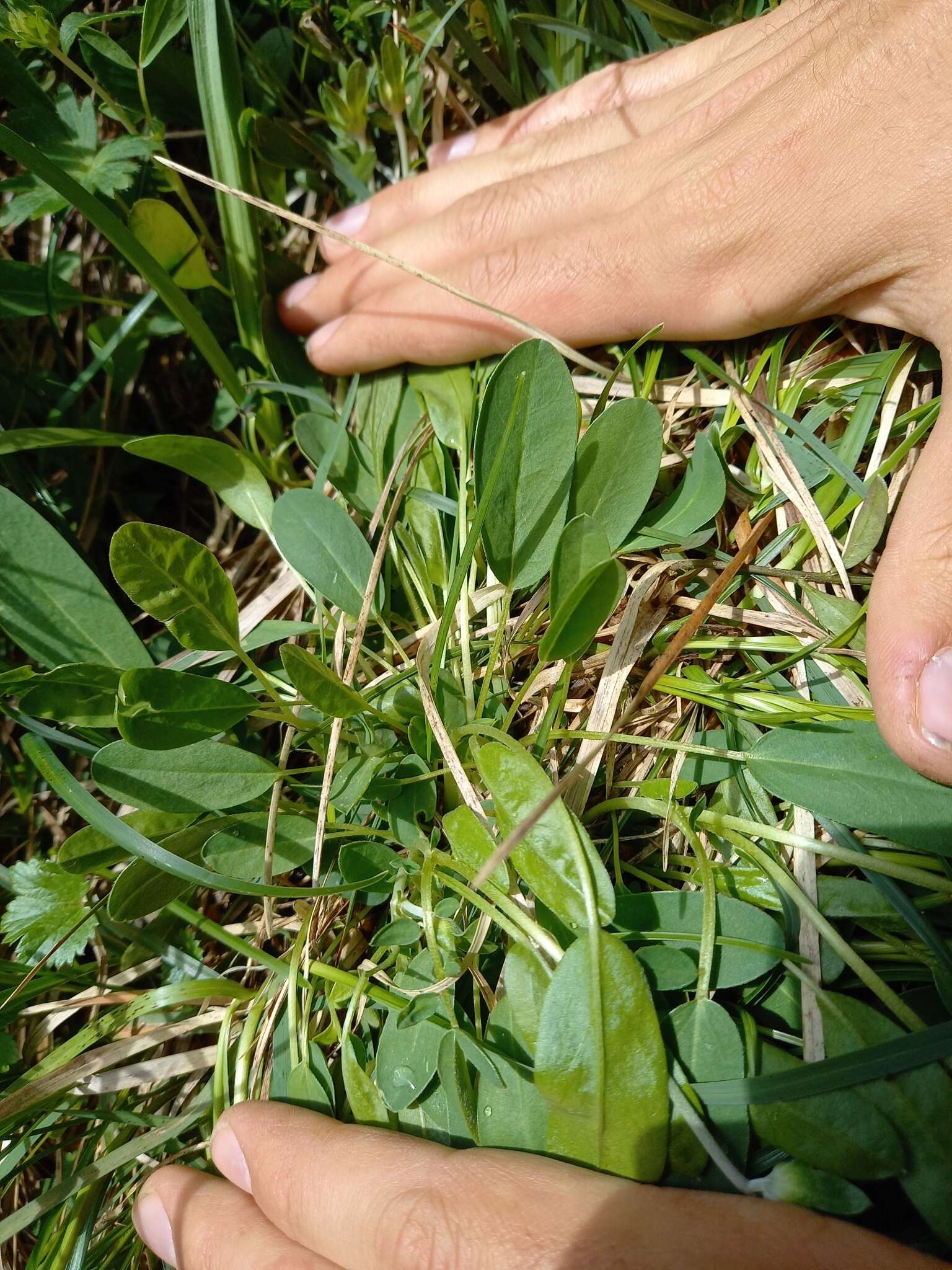 Image of Anthyllis vulneraria subsp. alpestris (Hegetschw.) Asch. & Graebn.