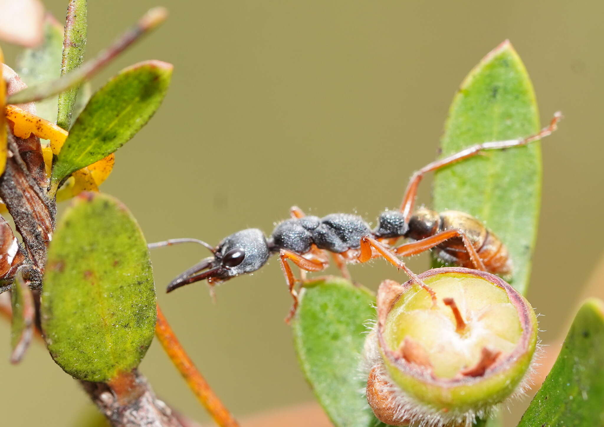 صورة Myrmecia fulviculis Forel 1913